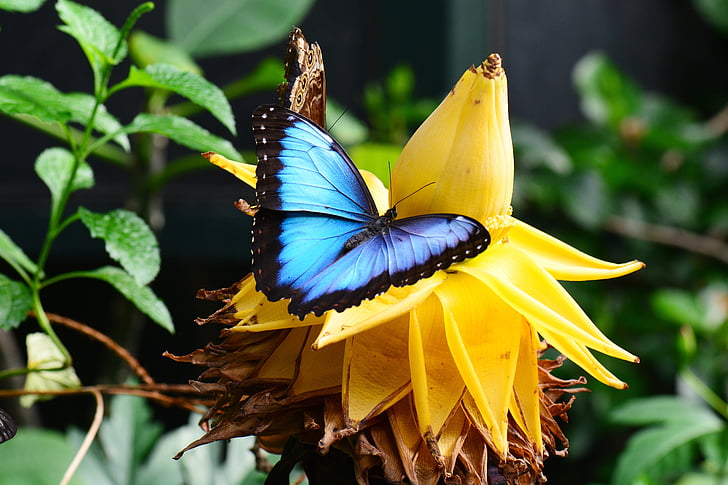 blå morpho, banan blomma, blå, trädgård, insekt, fjäril, Lepidoptera
