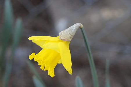 Narcizas, Narcizas, geltona, žiedų, žydėti, pavasarį, gėlė