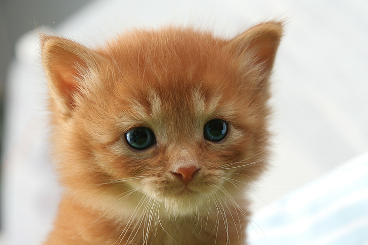 gato, gatito, bebé gato, ojos de gato, Mieze, tomcat rojo, caballa