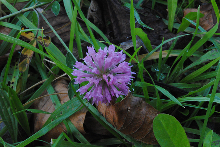 udaberria, flower, lorea, spring