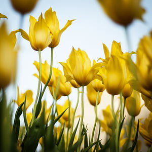tulipas, amarelo, flores, Primavera, floral, flor, flor
