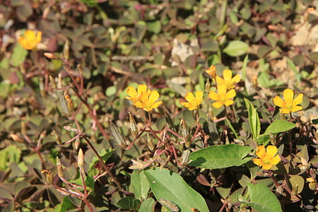 clover, flowers, oxalis, pes-caprae, yellow, plants