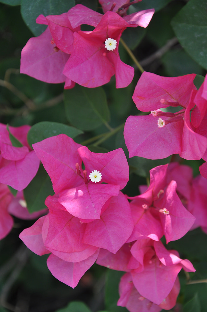 color, flower
