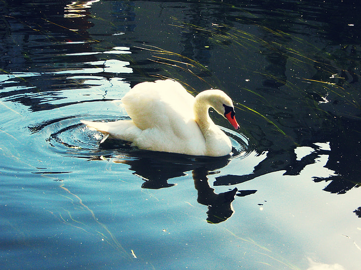 Swan, jazero, reflexie, vták, lietať, krídla, pierko