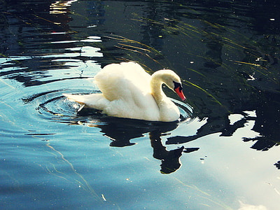 Swan, sjön, reflektion, fågel, fluga, vingar, fjäder