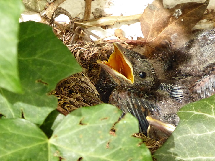 Blackbird hniezdo, vták, mláďatá, Blackbird, Vtáčie hniezdo, hniezdo, hlad