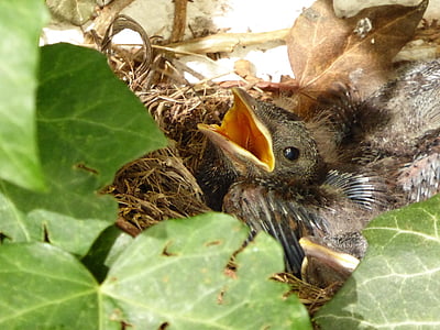 クロウタドリの巣, 鳥, 雛, ブラックバード, 鳥の巣, 巣, 空腹