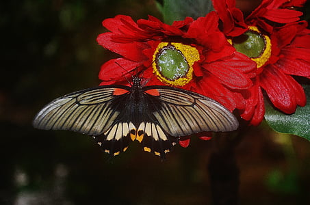 svart, sommerfugl, rød, hvit, insekt, fargerike, vinger