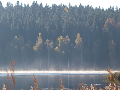mlha, Les, přírodní, Švédsko, podzim, jezero, ráno