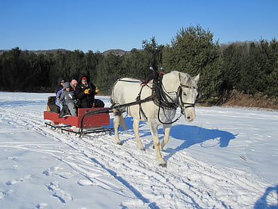 paard, slee, sleigh ride, winter, slee, koude, rit