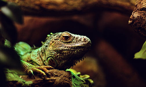 lizard, iguana, reptile, tree, wood, nature, animal