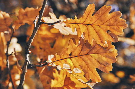 chêne, feuilles, feuille de chêne, nature, automne