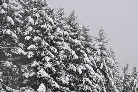 træer, Firs, sne, vinter, træ, vinterlige, skov