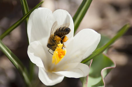 bee, crocus, flower, spring, nature, insect, blooming