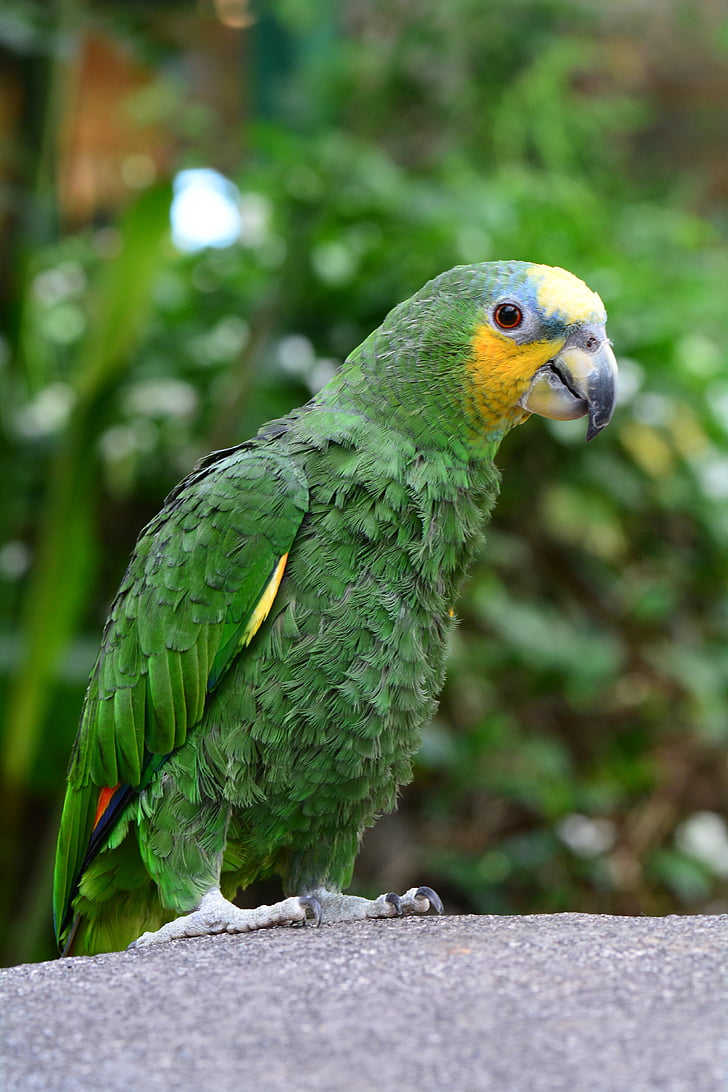 Africká, zelená, Papoušek
