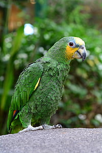 afrikanske, grøn, papegøje