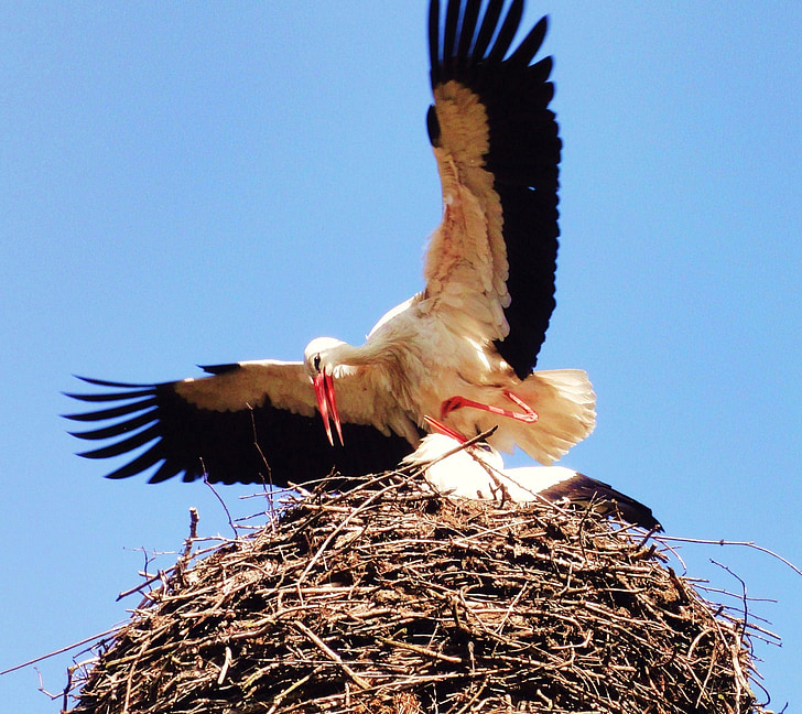 stork, nest, bird, bird nest, spring, nesting, wildlife
