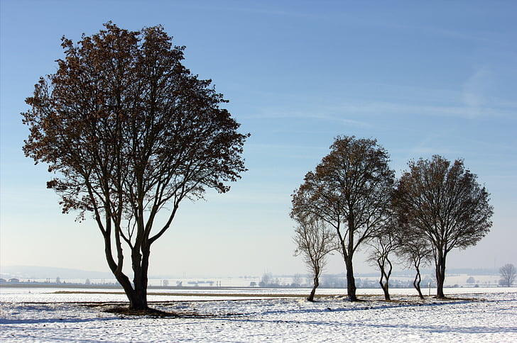 neige, arbre, hivernal, ambiance d’hiver, froide, paysage, nature