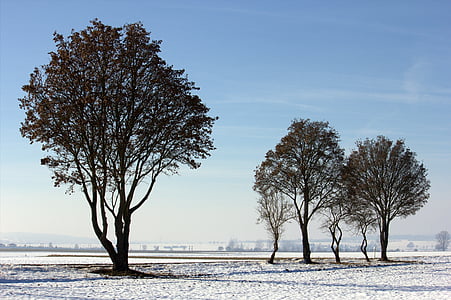 hó, fa, téli, téli hangulatban, hideg, táj, természet