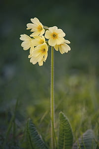 cowslip, flower, pointed flower, yellow, spring, spring flower, yellow flower