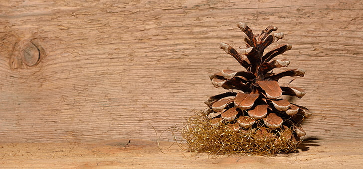 pine cone, wood, background