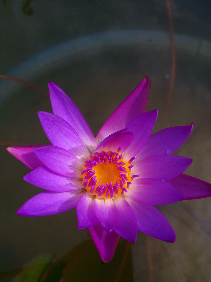 flora de lily flor, belleza, flor, lirio púrpura acuático, púrpura, flor, estanque