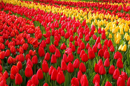 Keukenhof, bunga, Belanda, tanaman, Tulip, Taman, April
