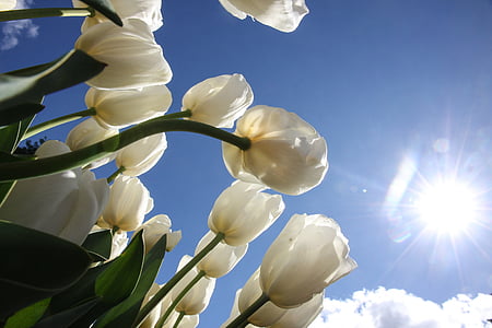 tulipány, vyhledat, Příroda, květ, nízký úhel pohledu, obloha, žádní lidé