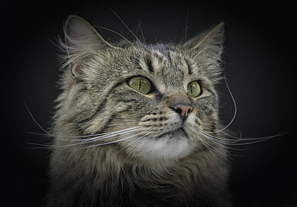 gato, gato norueguês da floresta, olhos verdes, olhos de gato, gato doméstico, animais de estimação, animal