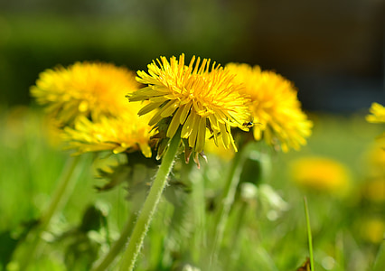 dandelion, meadow, yellow, spring, flower, plant, pointed flower
