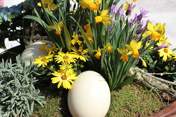 ovo de avestruz, cores creme, Primavera, planta, decorativos