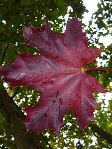foglia, foglie, fogliame di caduta, autunno, vene del foglio, rosso