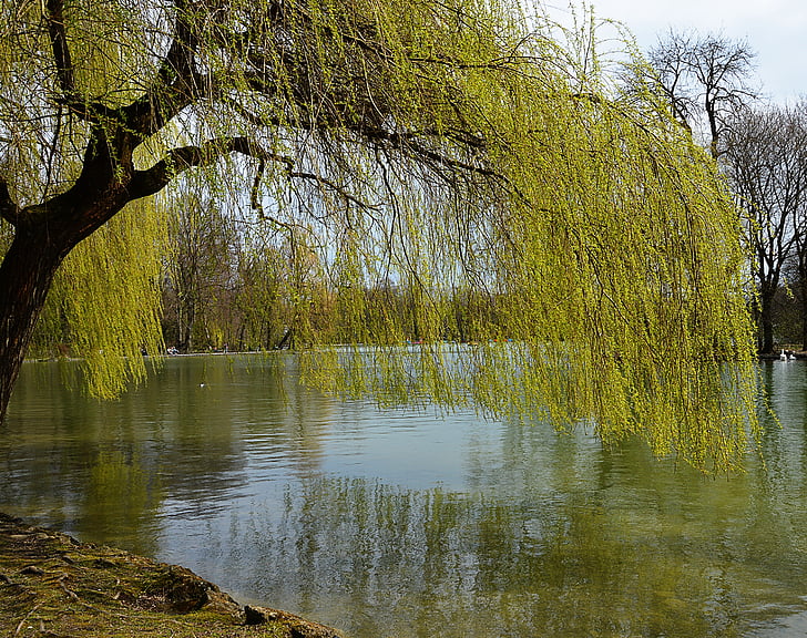 hängeweide, езеро, Пролет, природата, дърво, отражение, вода
