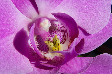 Orchidee, violett, Blume, Blüte, Bloom, Makro, Anlage