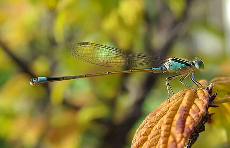 damselfly, insect, dragonfly, common bluetail, macro, nature, wildlife