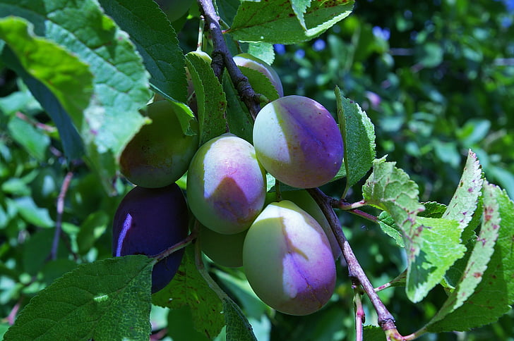 plums, immature, plum tree, fruit, green, stone fruit, branch