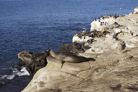 seals, sea lions, ocean, wildlife, brown, blue, sea