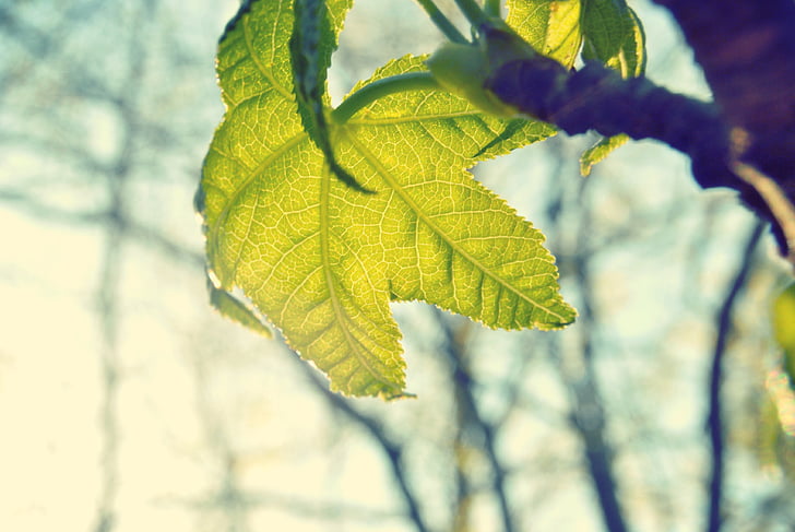 green, maple, leaf, plan, leaves, sunlight, branch