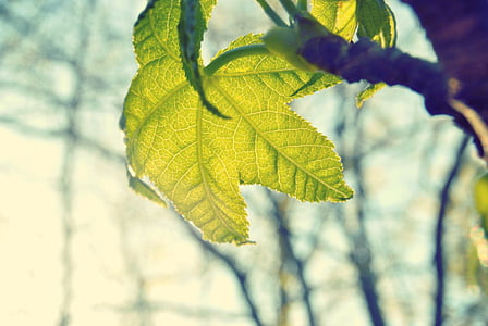 hijau, Maple, daun, rencana, daun, sinar matahari, cabang