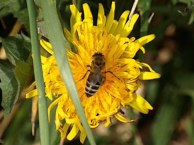 пчела, пчелен мед, цвете, Блосъм, Блум, Глухарче, затвори