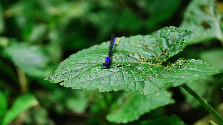 libellula, foglie, verde, natura, Libellula blu, insetto volante, blu