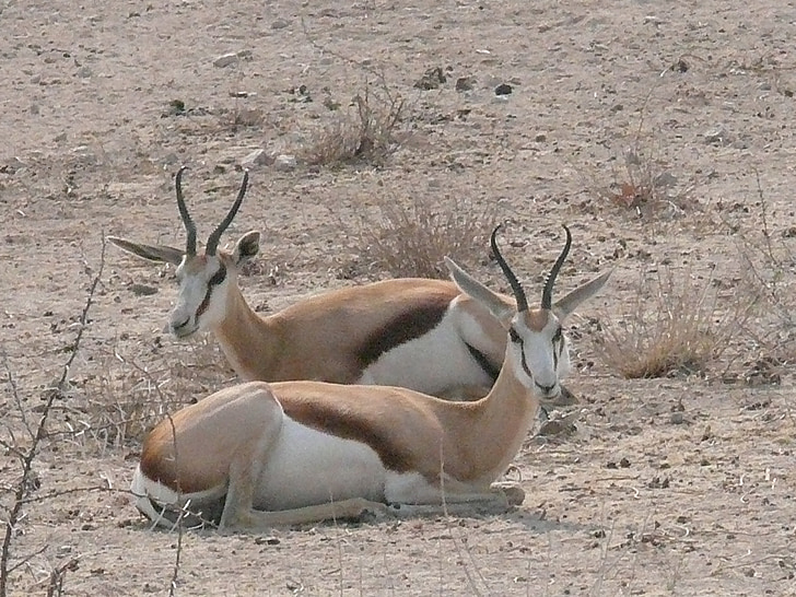 Springbok, antílope, animais, África, selvagem, Namíbia, Etosha