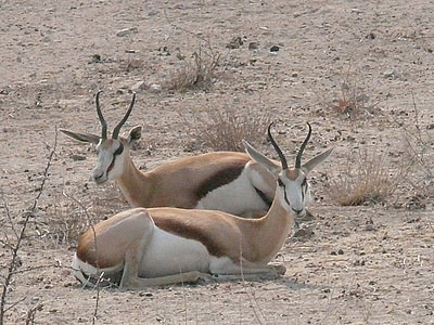 Springbok, antilope, animaux, l’Afrique, sauvage, Namibie, Etosha