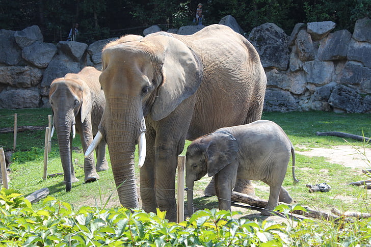 elefant, Zoo, afrikanska, djur, Familj