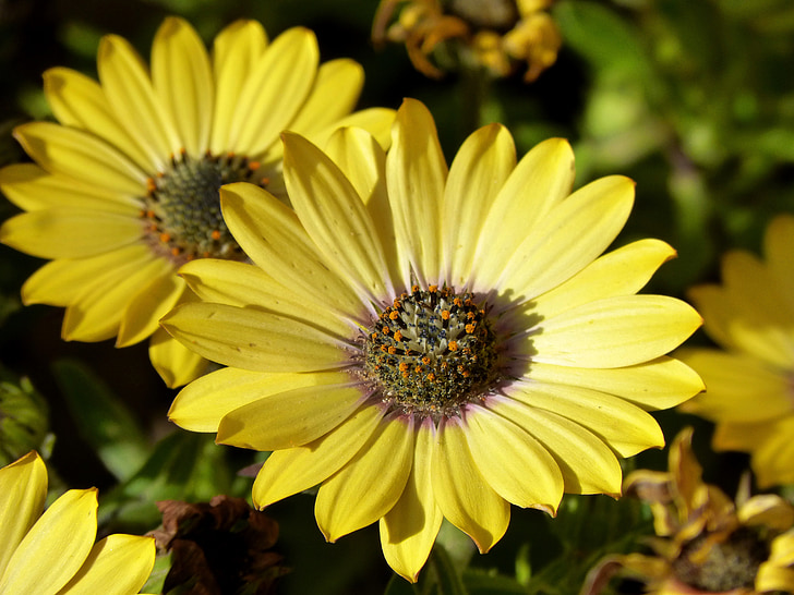 blomst, gul daisy, skønhed, kronblade, natur, sommer, gul