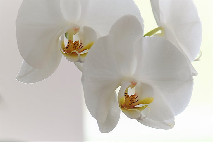 орхідея, квітка, цвітіння, цвітіння, завод, Природа, білий