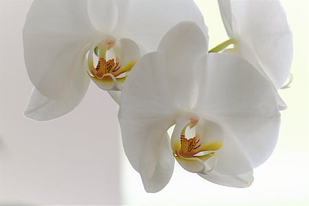 Orquídea, flor, flor, floración, planta, naturaleza, Blanco