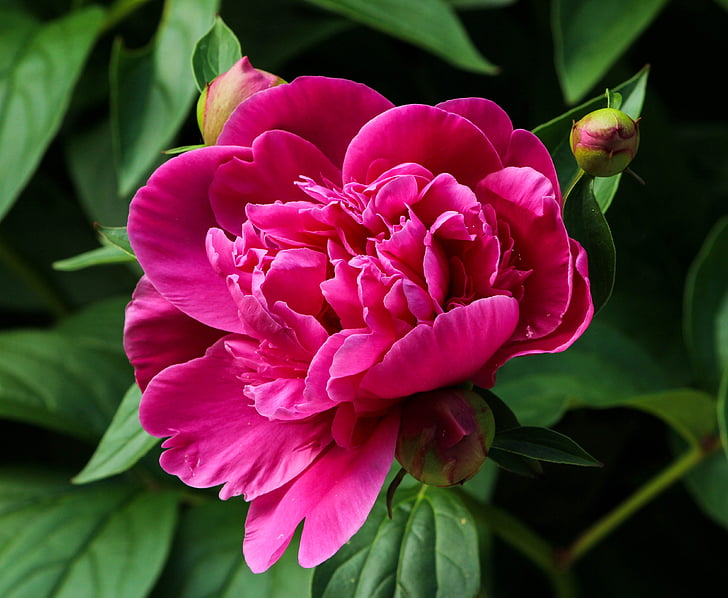Розовый пион, Блоссом, Фуксия, Пион, paeoniaceae, prennial, цветок весны.