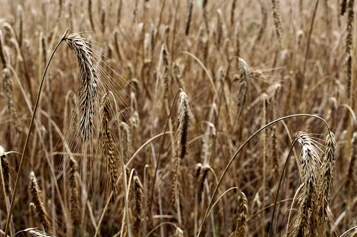 lúa mạch Hórdeum, ngũ cốc, lĩnh vực lúa mạch, tăng đột biến, lĩnh vực, cornfield, nông nghiệp