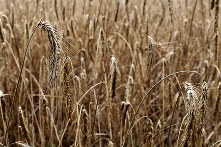 mieži, graudaugi, miežu lauks, smaile, lauks, kukurūzas laukā, lauksaimniecība
